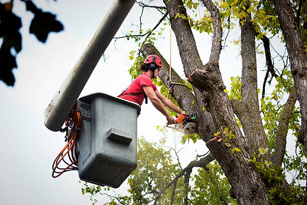 Nissequogue, NY Tree Removal and Landscaping Services Company